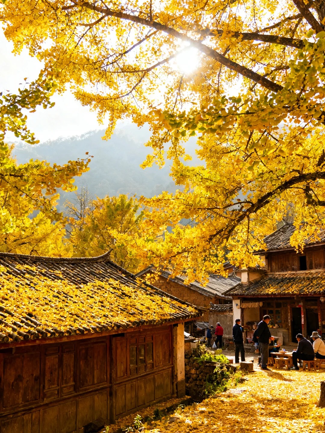 云南腾冲银杏村｜坠入金色童话世界✨_10_晚和风_云南-来自52tours 我爱旅游网